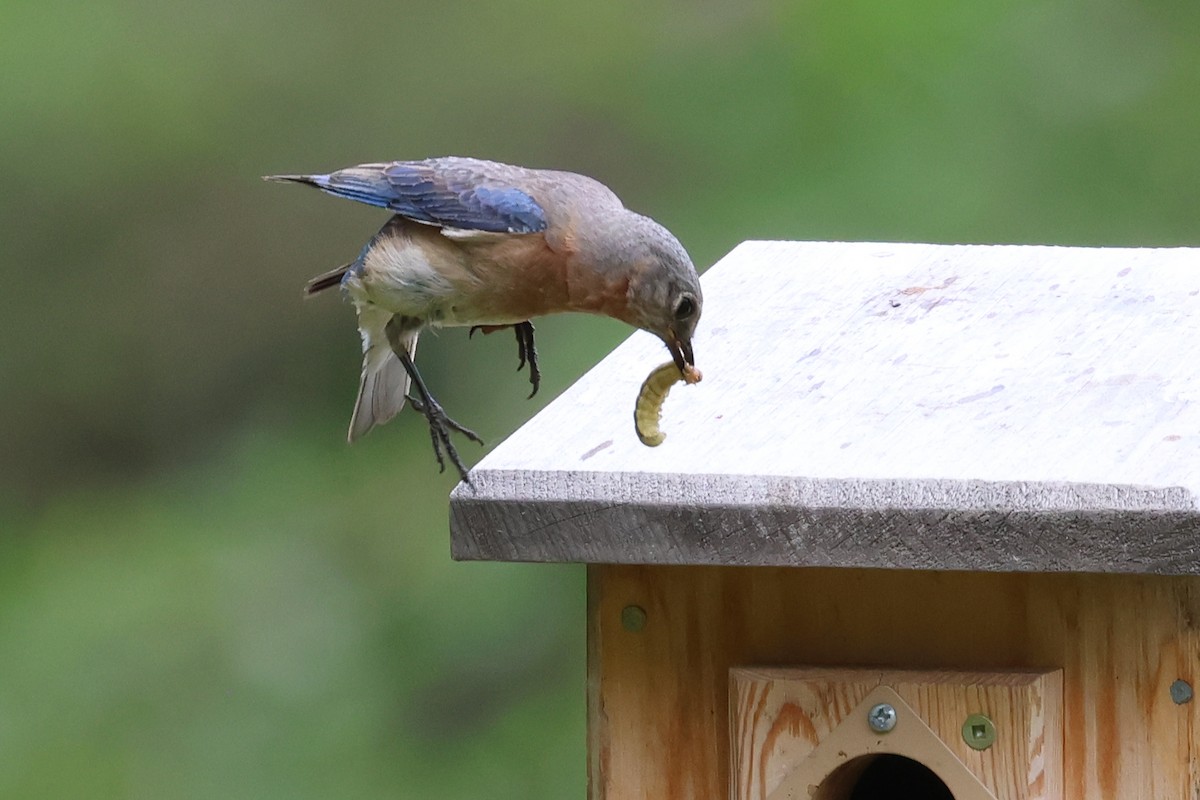 Eastern Bluebird - ML638497790