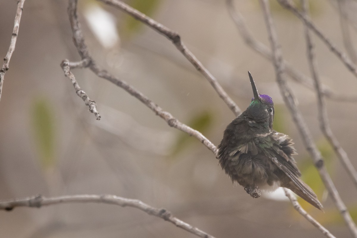 Rivoli's Hummingbird - ML638497796