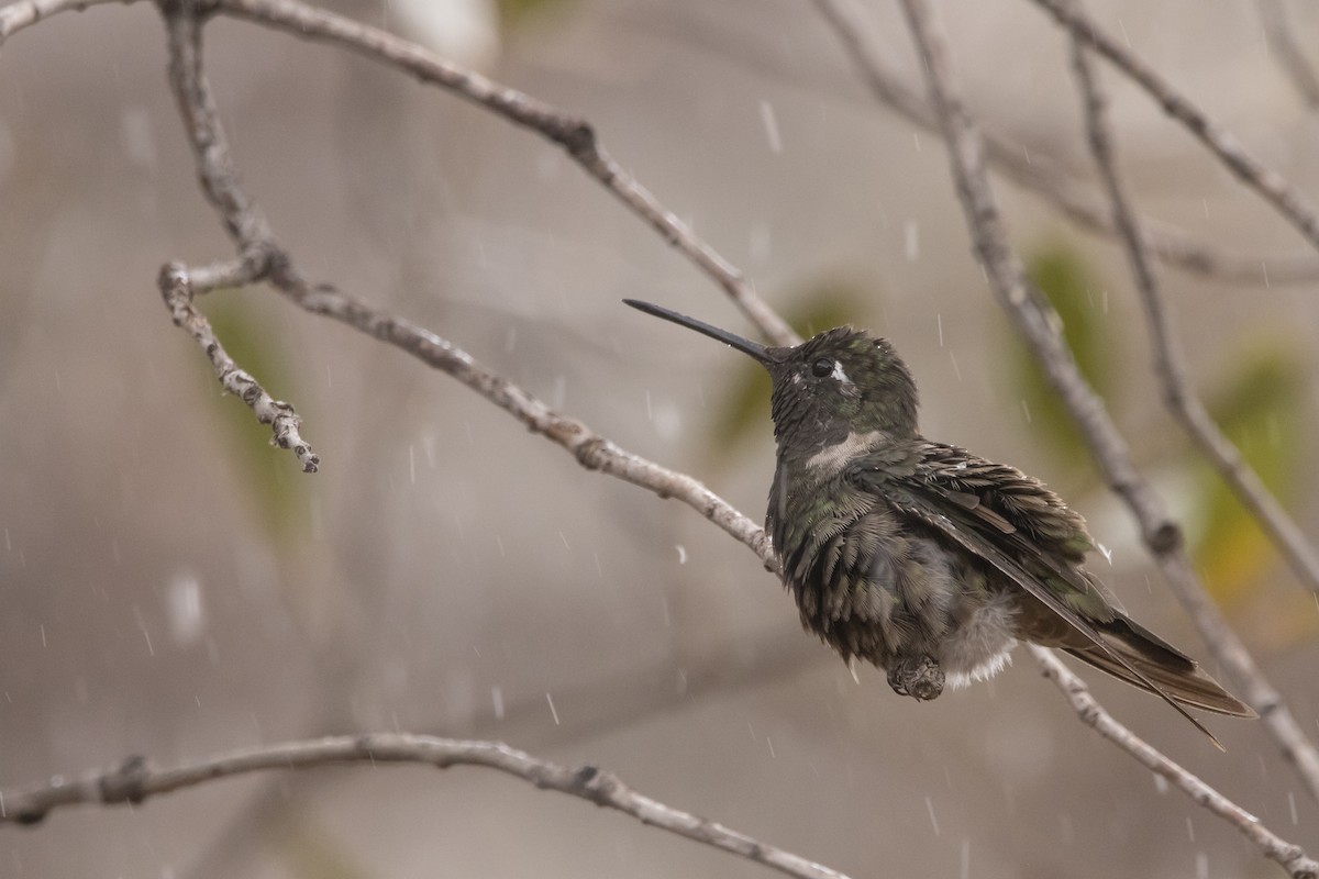 Rivoli's Hummingbird - ML638497797