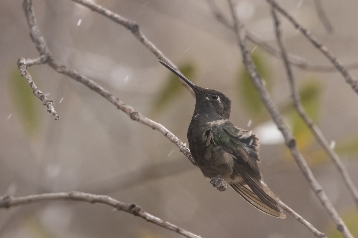 Rivoli's Hummingbird - ML638497798