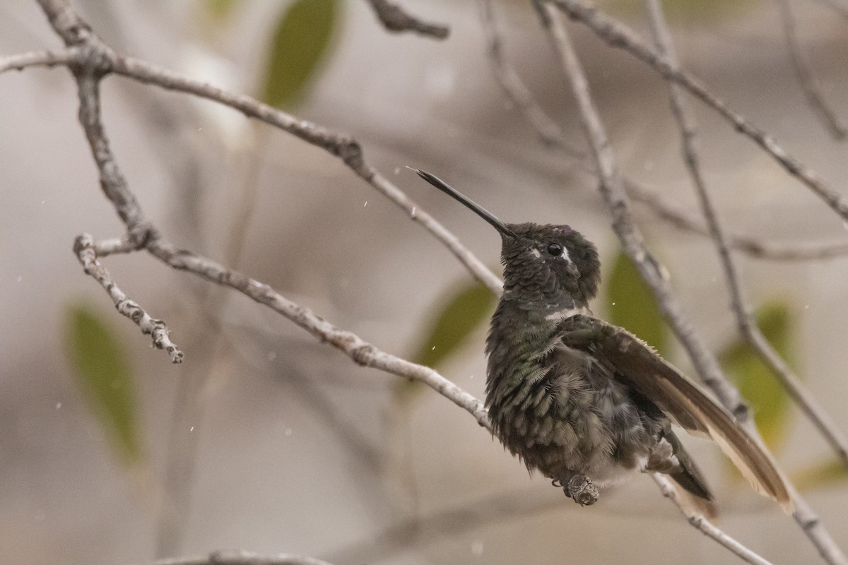 Rivoli's Hummingbird - ML638497799