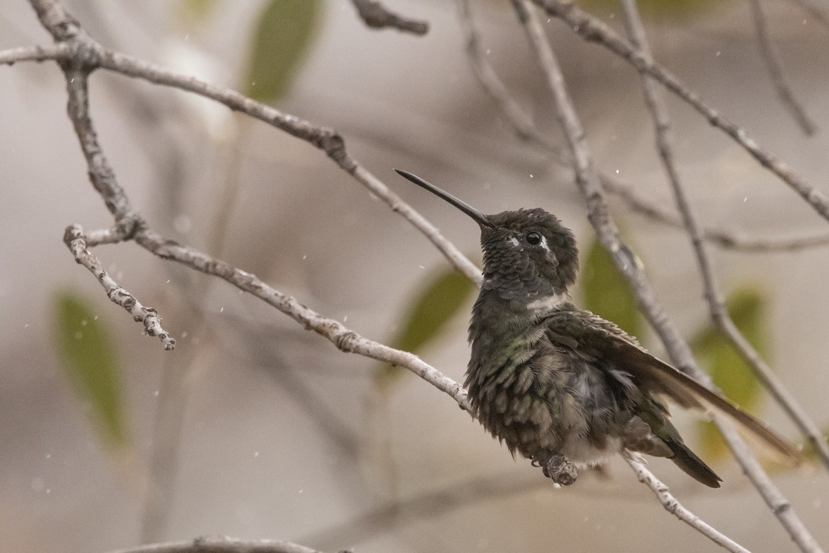 Rivoli's Hummingbird - ML638497800
