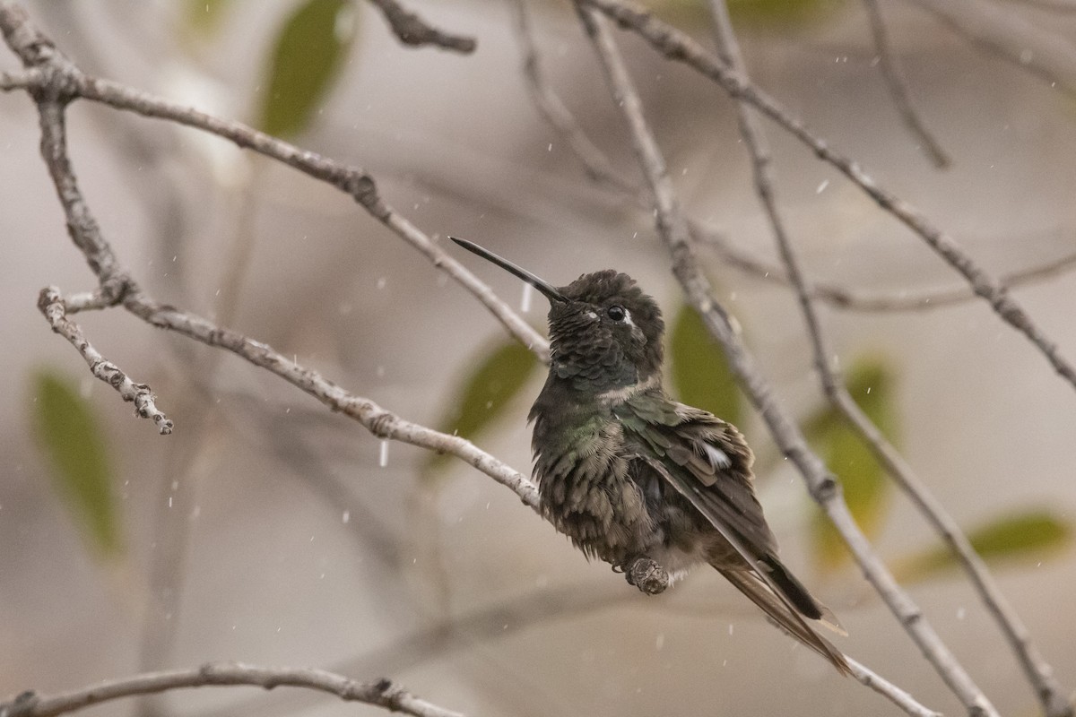 Rivoli's Hummingbird - ML638497802