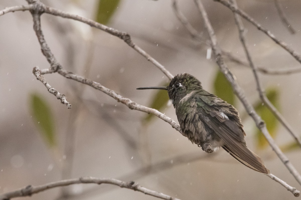 Rivoli's Hummingbird - ML638497803