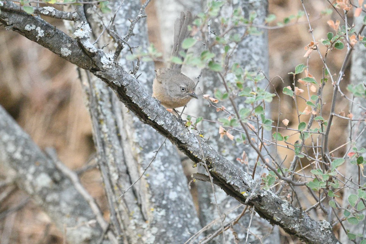Wrentit - ML638497812