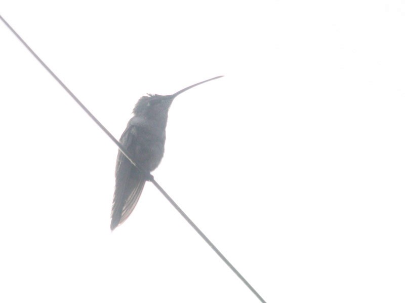 Oasis Hummingbird - ML638497863