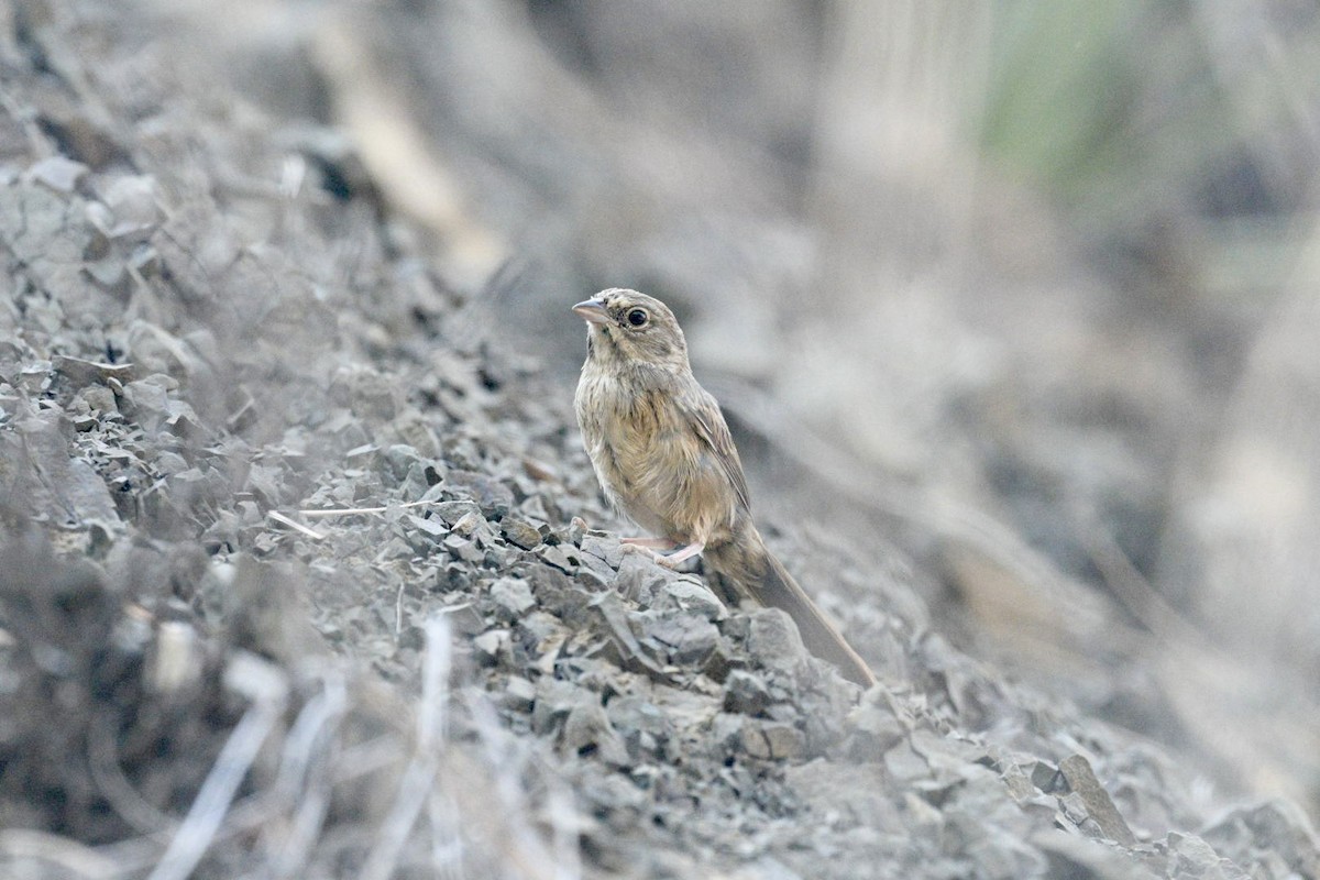 Rufous-crowned Sparrow - ML638497877