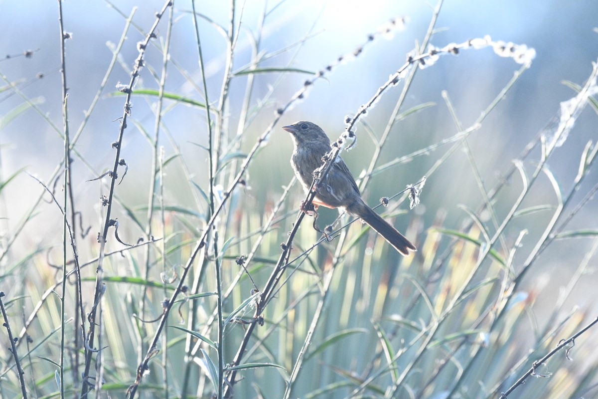 Rufous-crowned Sparrow - ML638497879