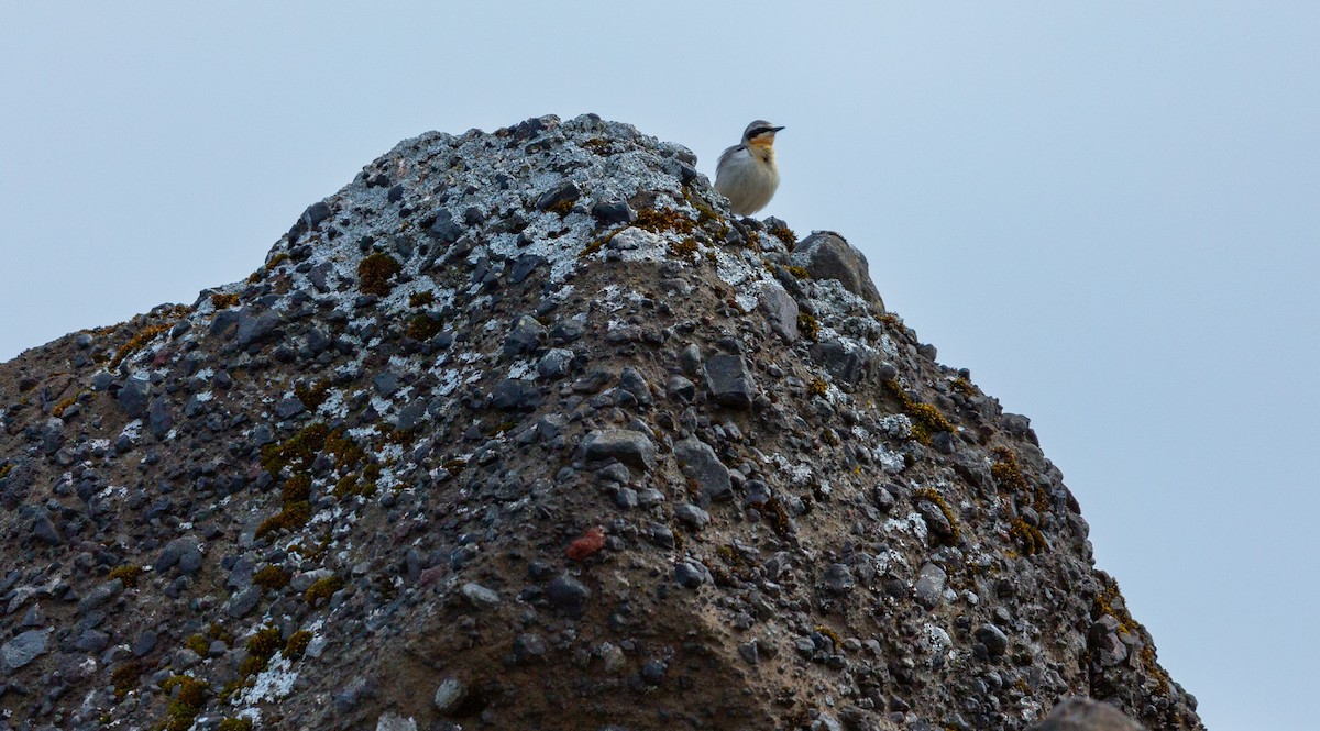 Northern Wheatear (Greenland) - ML638497880