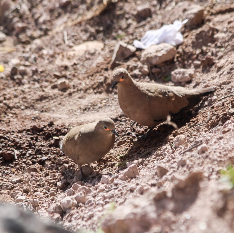 Black-winged Ground Dove - ML638497992