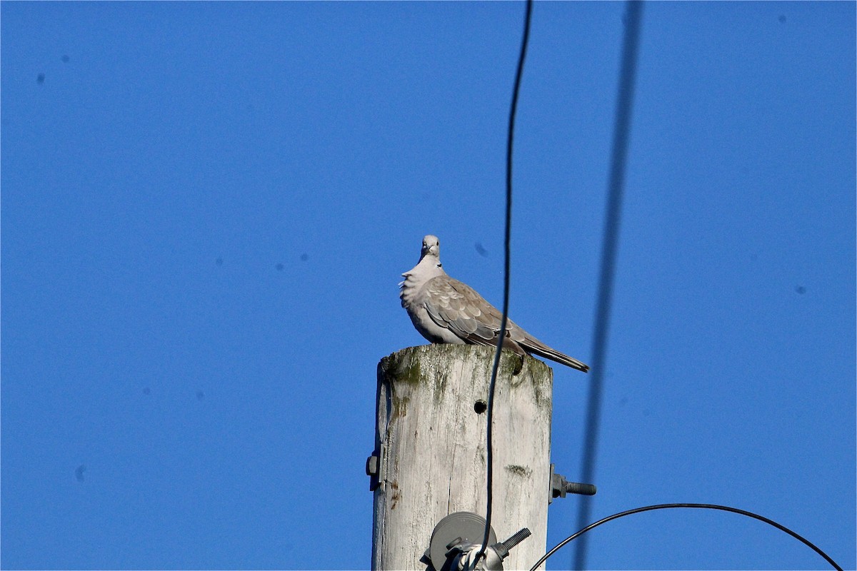 Eurasian Collared-Dove - ML638497998