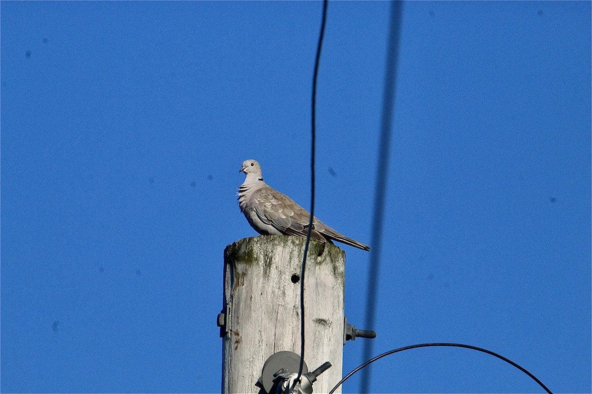 Eurasian Collared-Dove - ML638497999