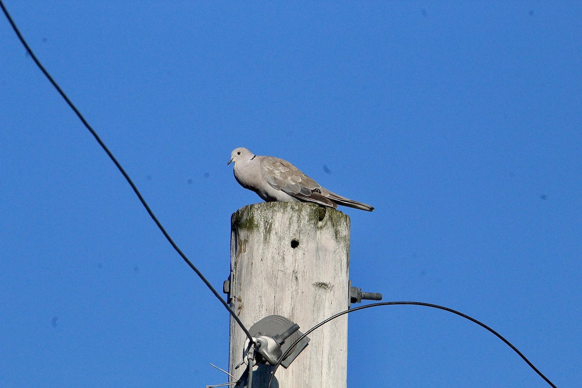 Eurasian Collared-Dove - ML638498000