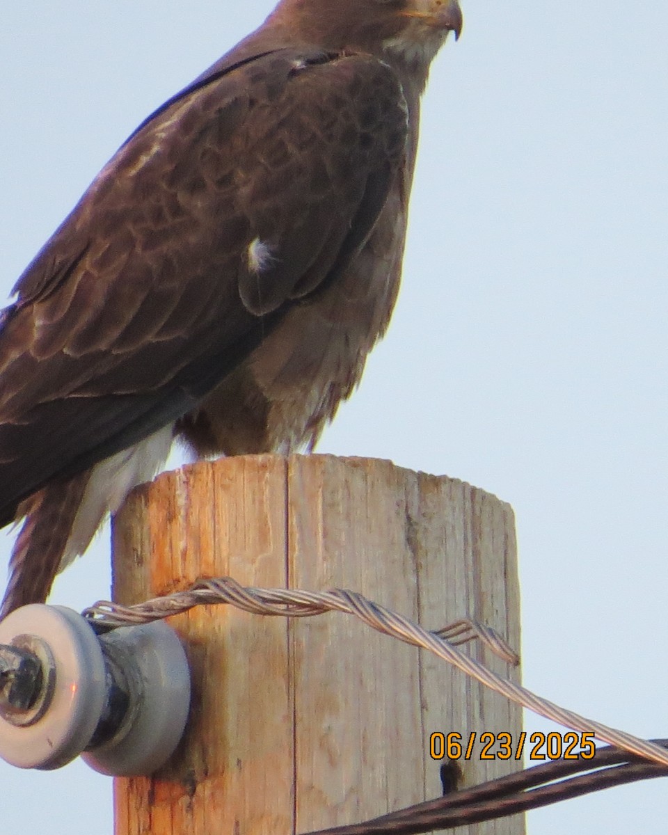 Swainson's Hawk - ML638498046