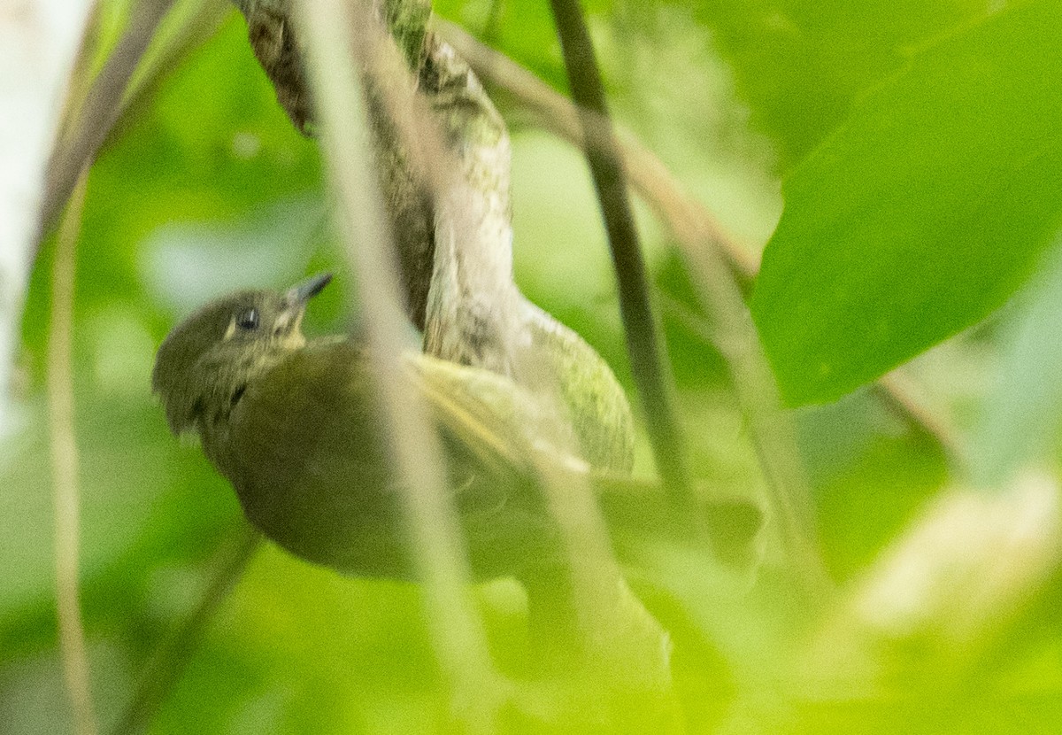 Olive-striped Flycatcher - ML638498050