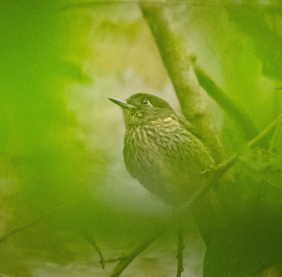 Olive-striped Flycatcher - ML638498051