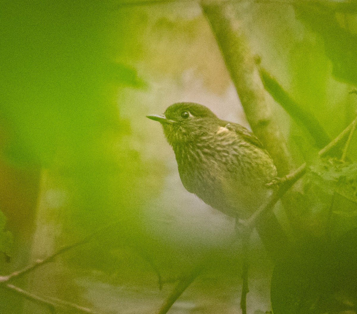 Olive-striped Flycatcher - ML638498053