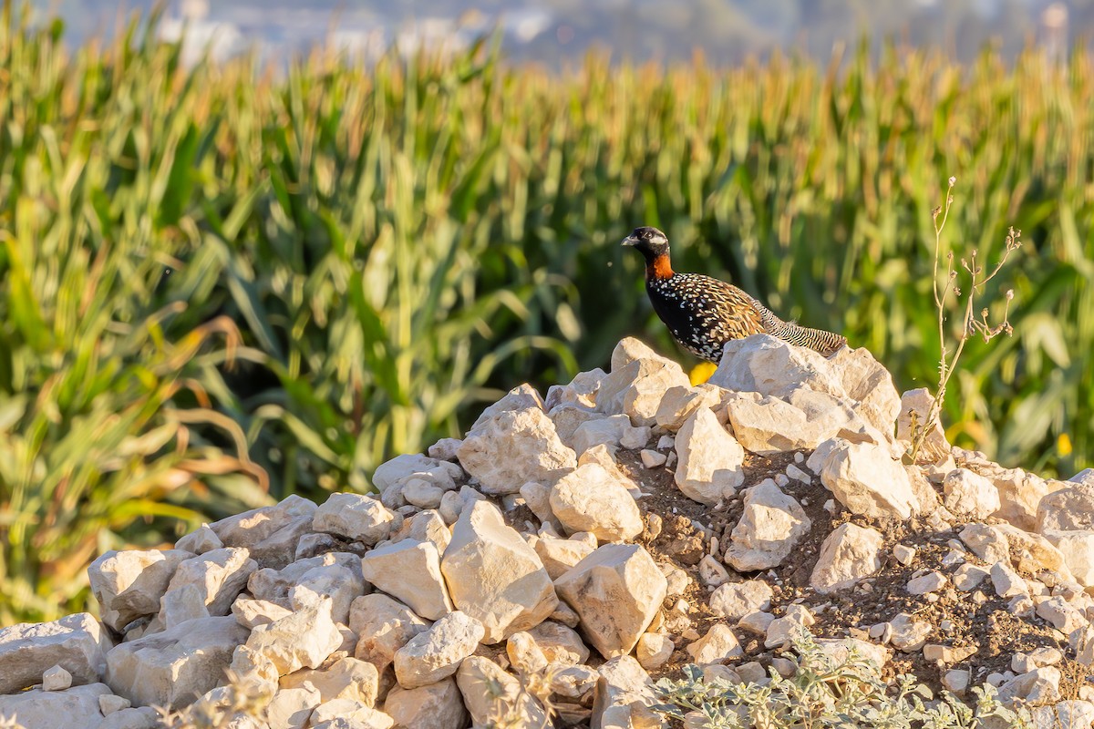 Black Francolin - ML638498056