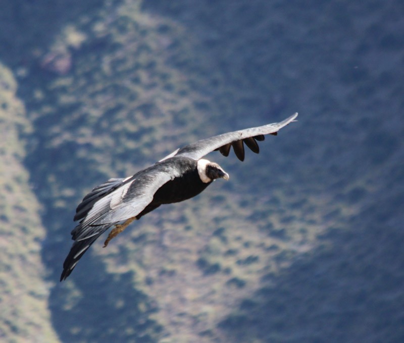 Andean Condor - ML638498061
