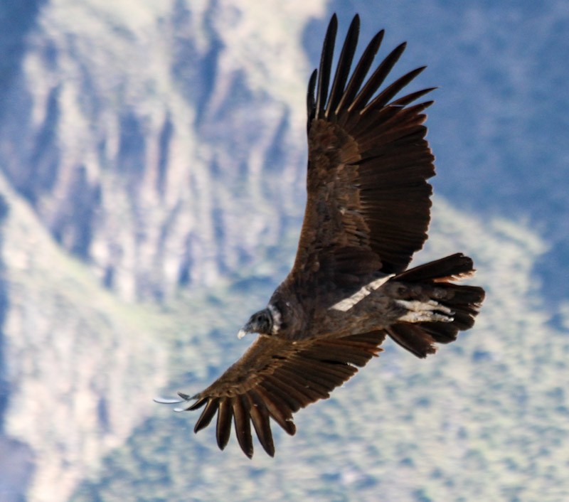 Andean Condor - ML638498062