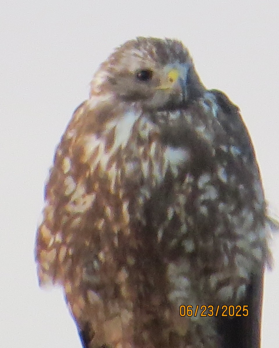 Swainson's Hawk - ML638498064