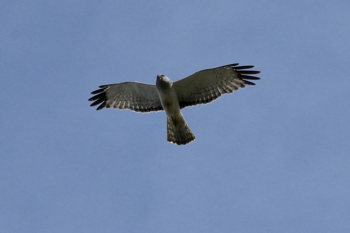 mørkmyrhauk - ML638498076