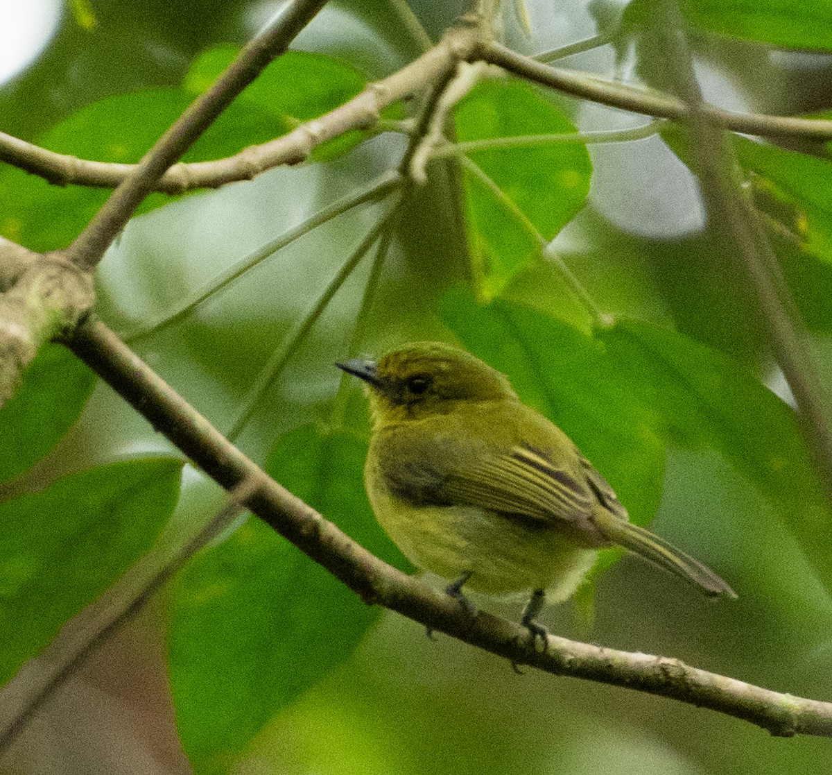 Olive-faced Flatbill - ML638498080