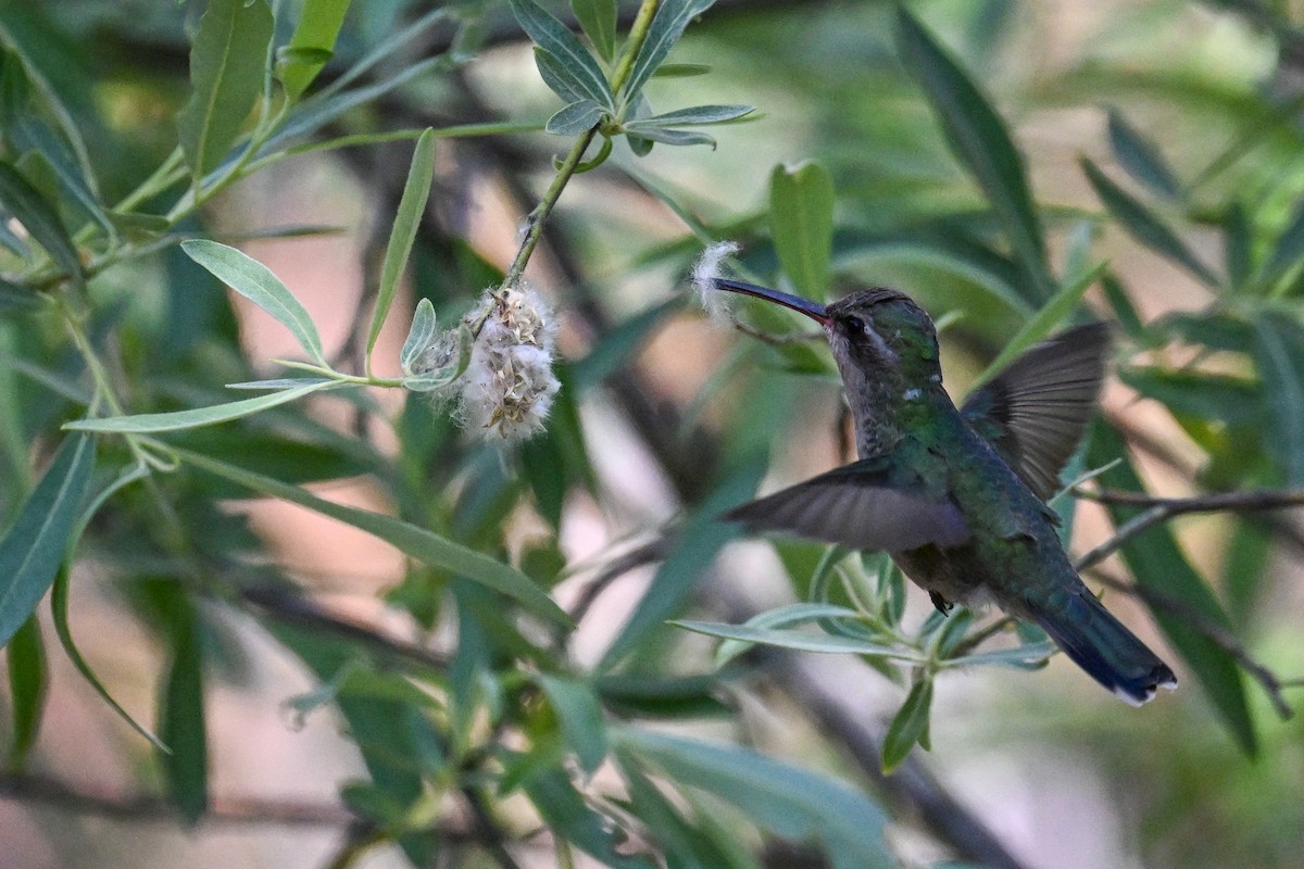 Broad-billed Hummingbird - ML638498091