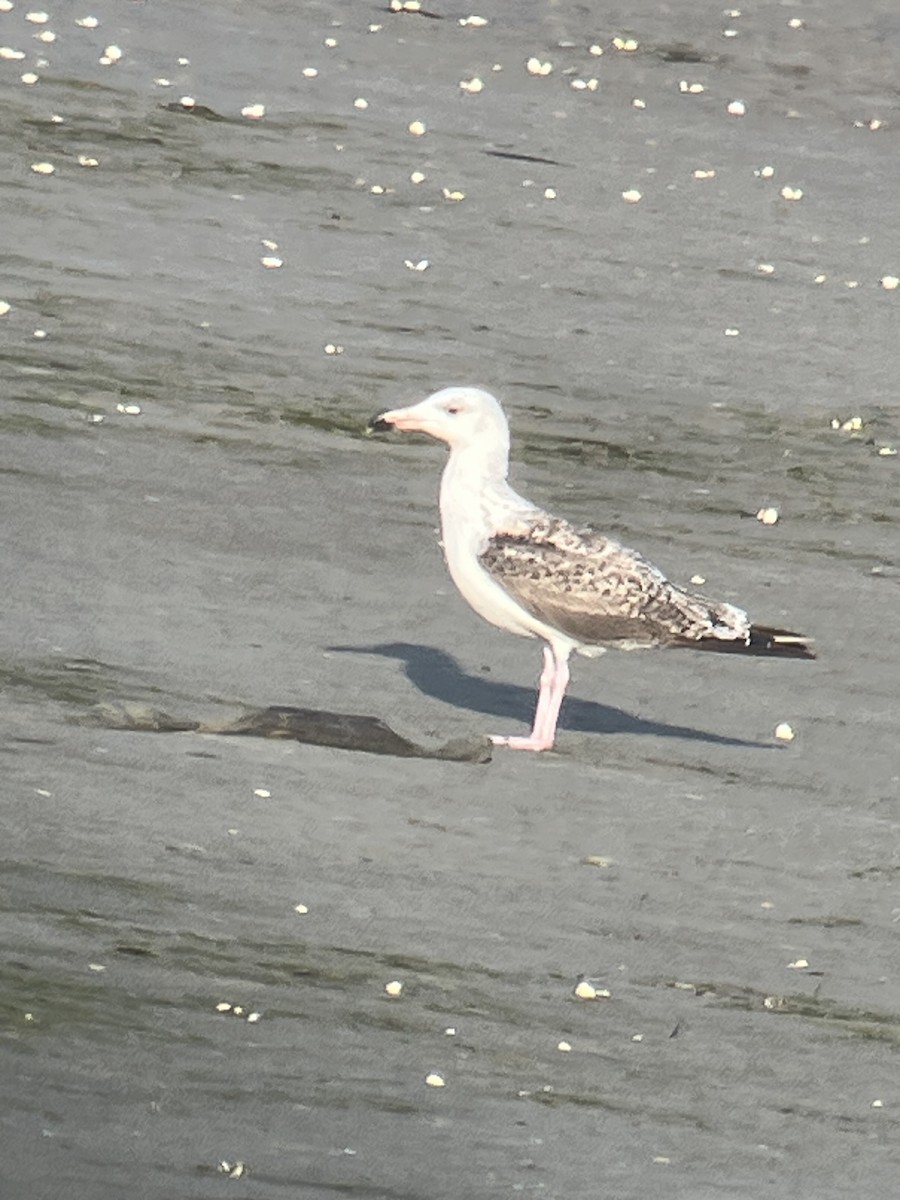 Great Black-backed Gull - ML638498092
