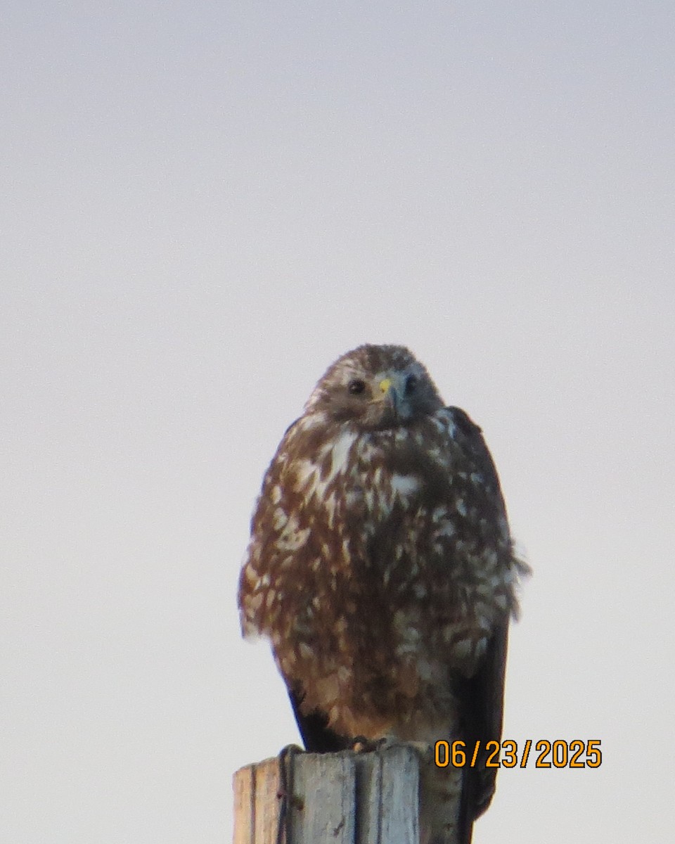 Swainson's Hawk - ML638498097