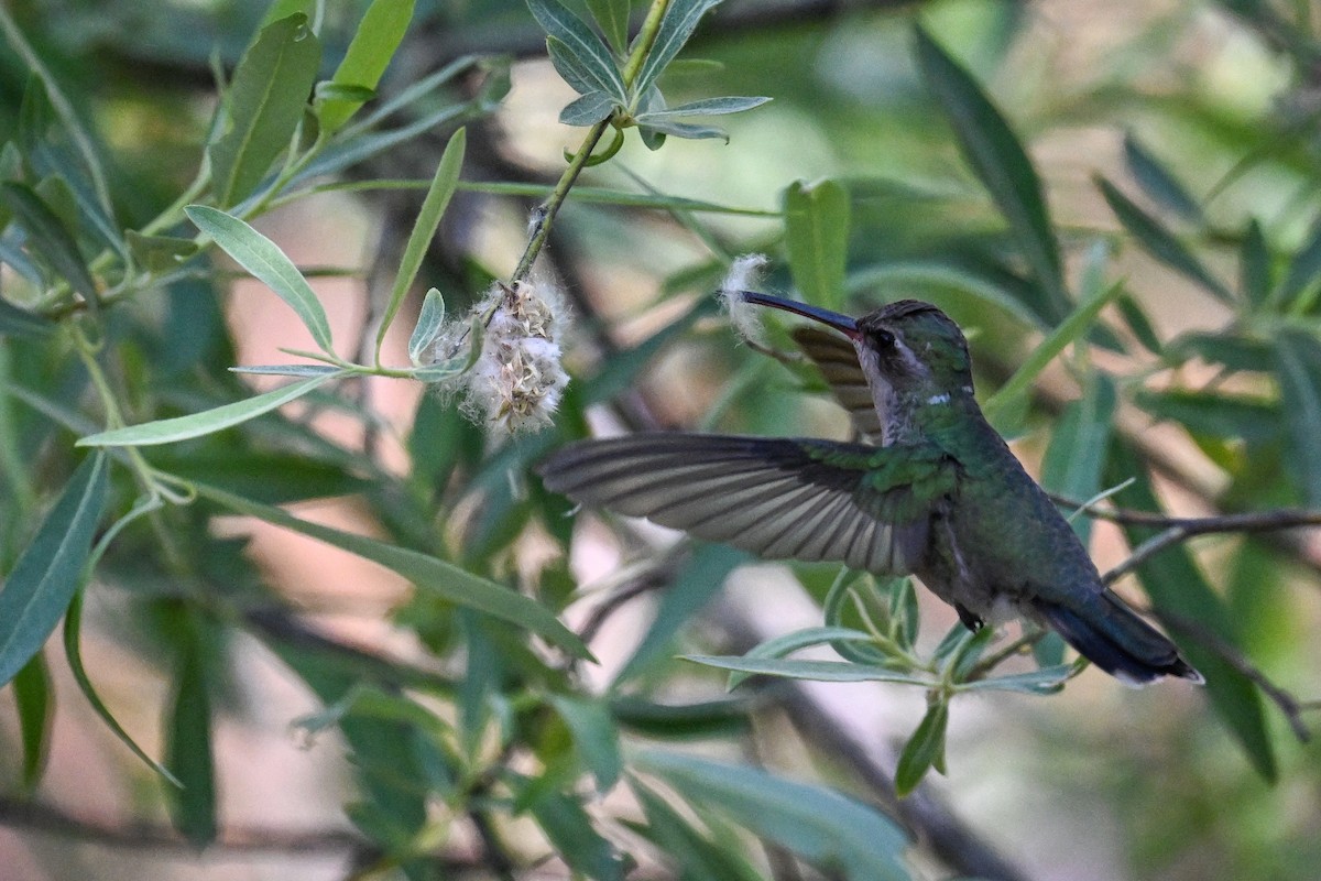 Broad-billed Hummingbird - ML638498113