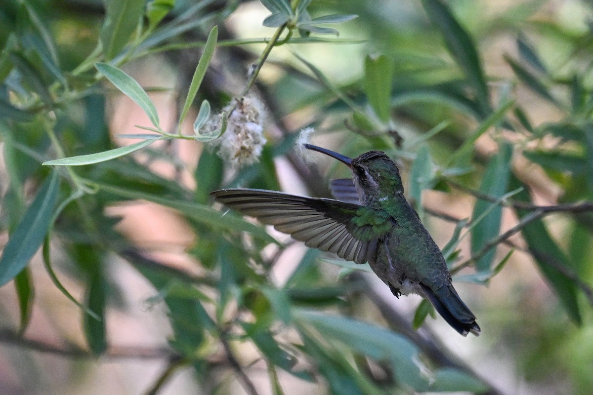 Broad-billed Hummingbird - ML638498124