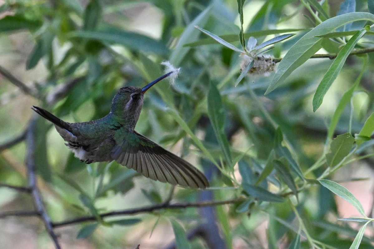 Broad-billed Hummingbird - ML638498131