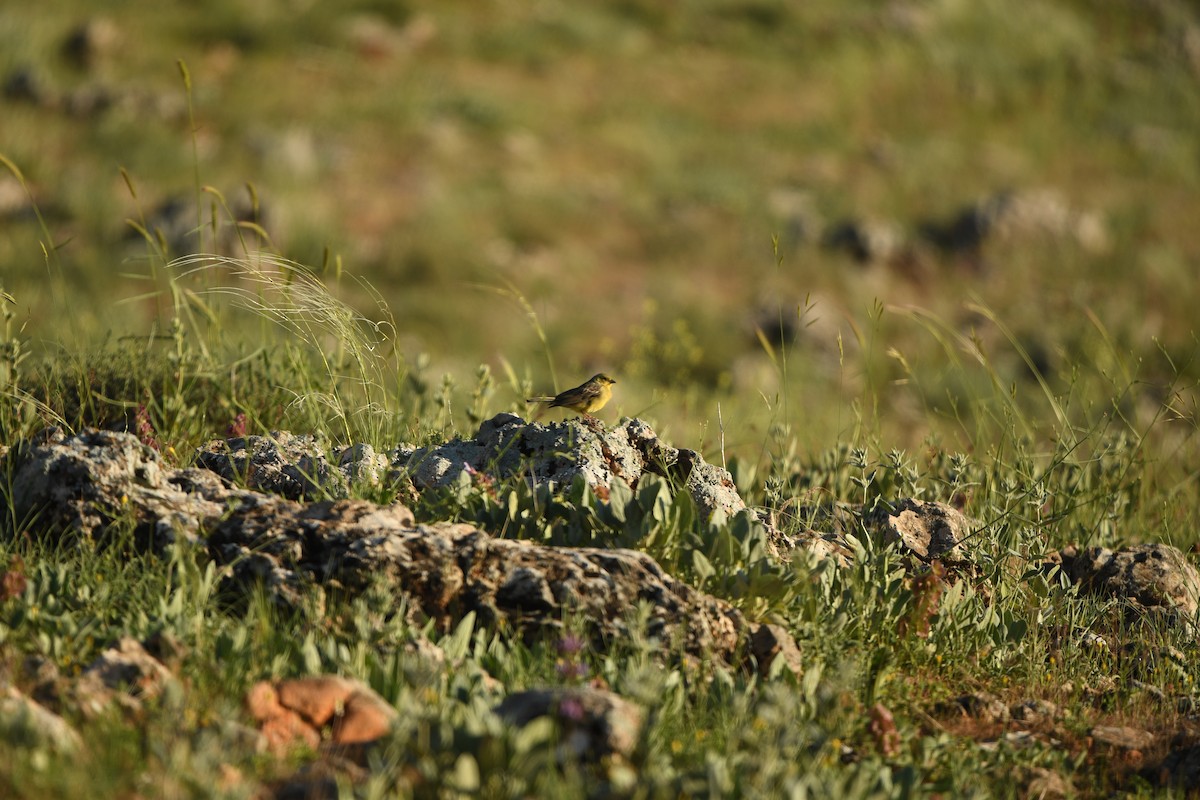 Cinereous Bunting - ML638498132