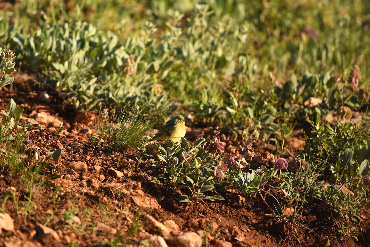 Cinereous Bunting - ML638498133
