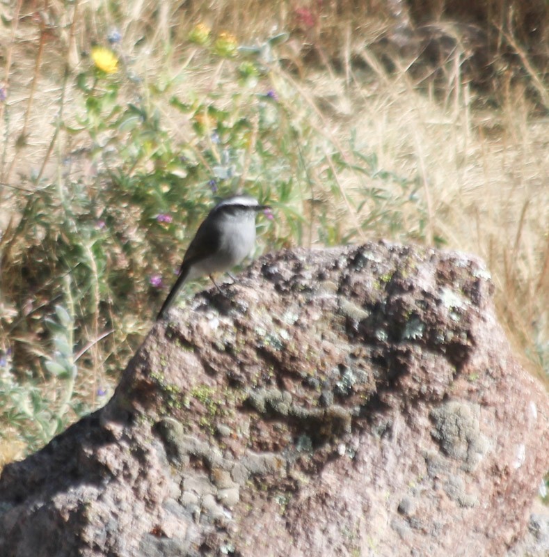 White-browed Chat-Tyrant - ML638498136