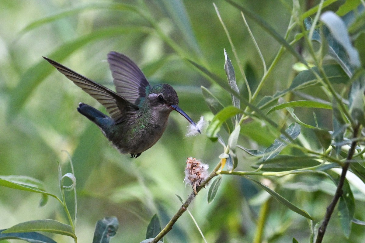 Broad-billed Hummingbird - ML638498150