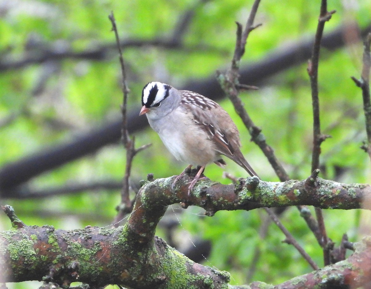 White-crowned Sparrow - ML638498154