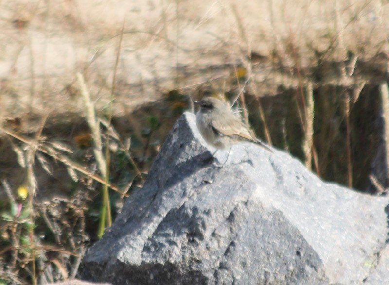 Spot-billed Ground-Tyrant - ML638498155