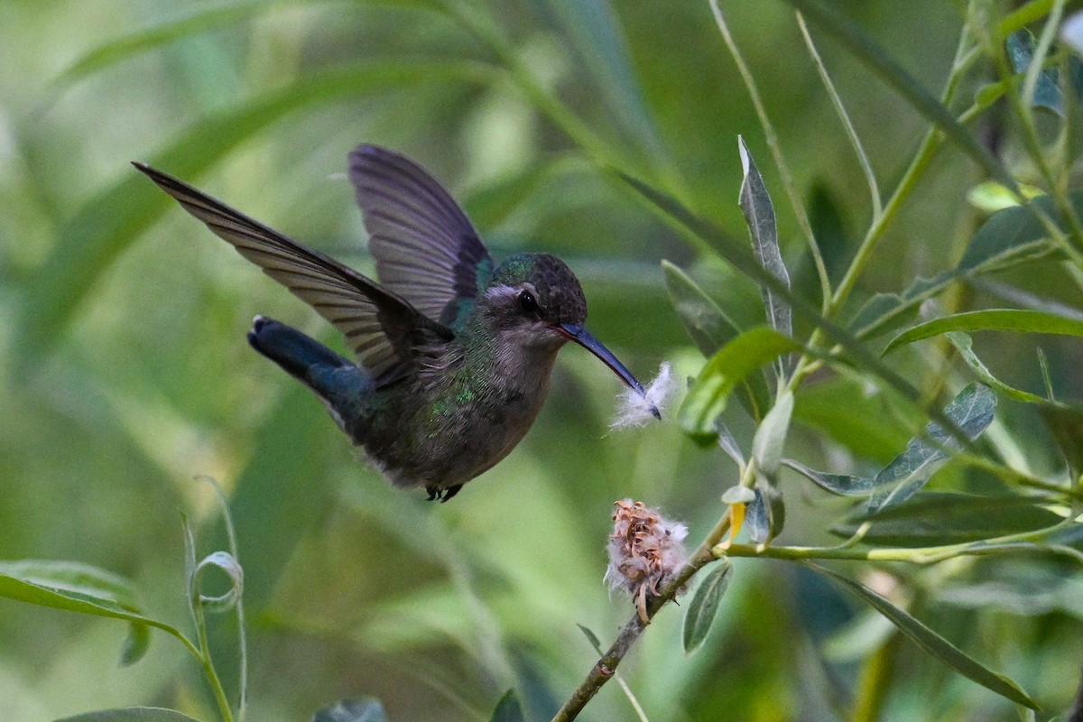 Broad-billed Hummingbird - ML638498161