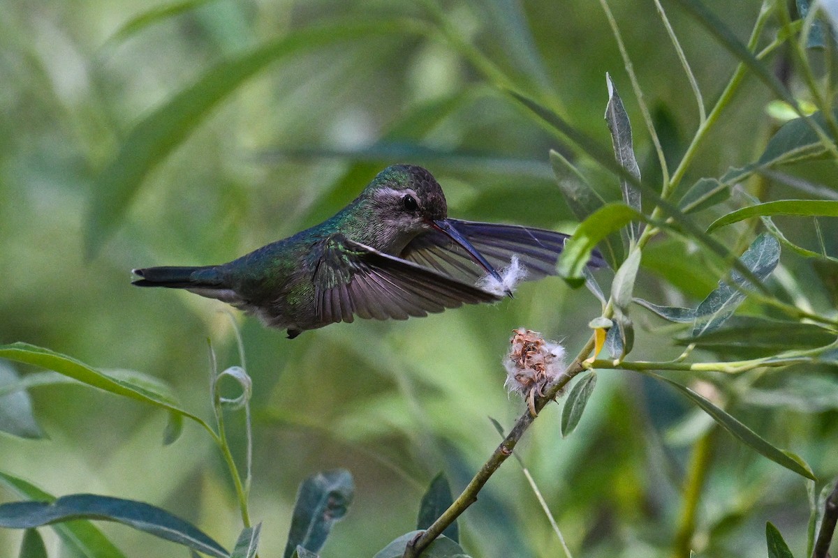 Broad-billed Hummingbird - ML638498168