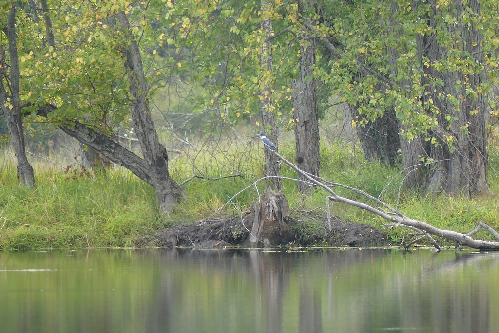 Belted Kingfisher - ML638498180