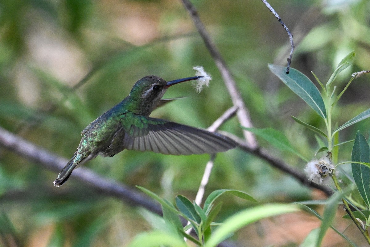 Broad-billed Hummingbird - ML638498196