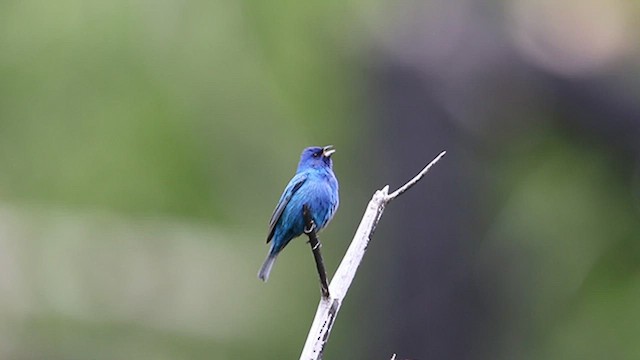 Indigo Bunting - ML638498208