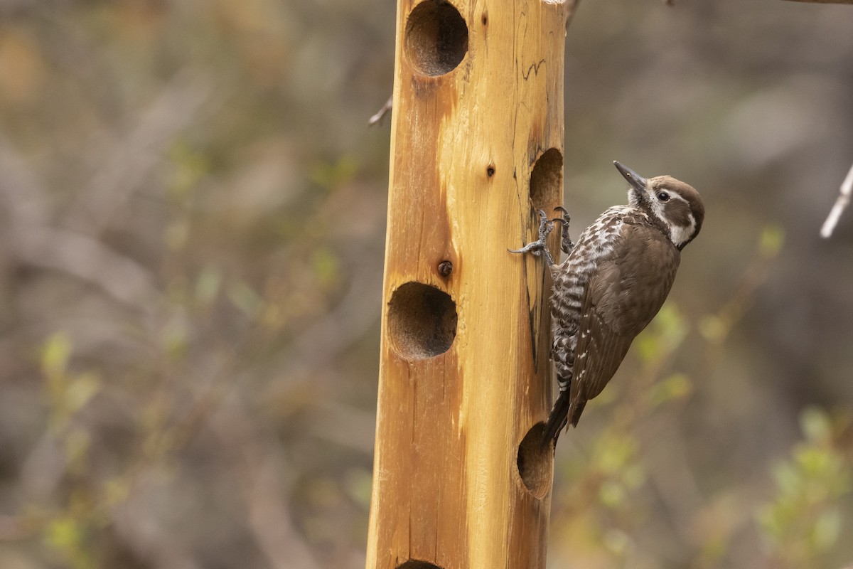 Arizona Woodpecker - ML638498228