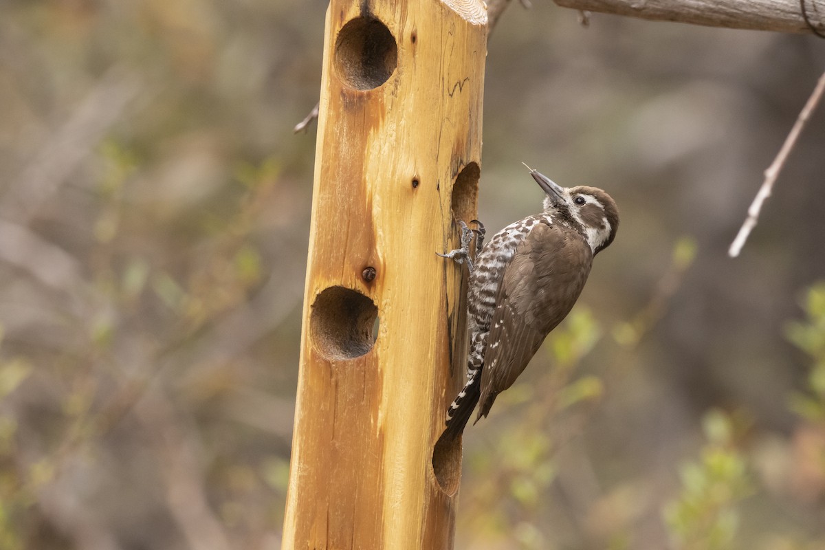 Arizona Woodpecker - ML638498229