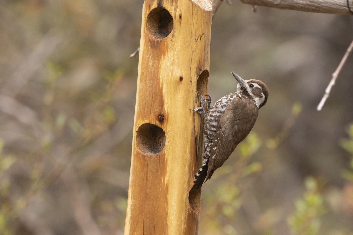 Arizona Woodpecker - ML638498230