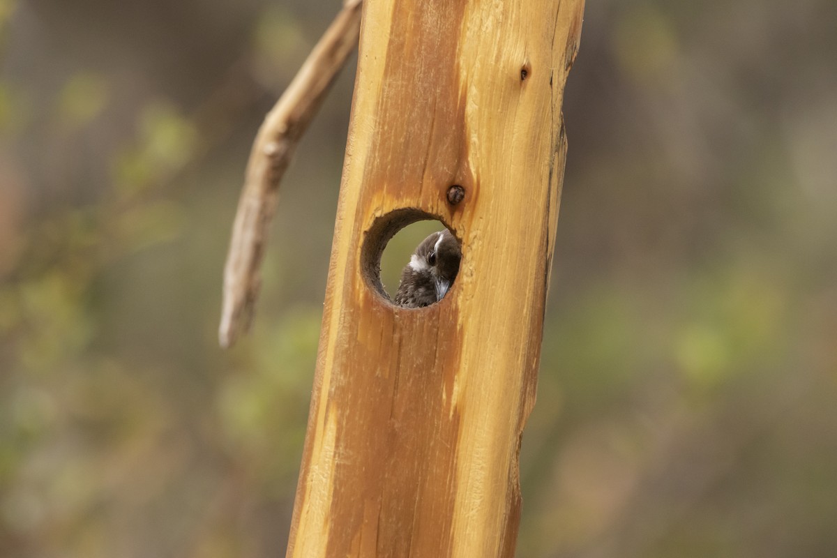 Arizona Woodpecker - ML638498232