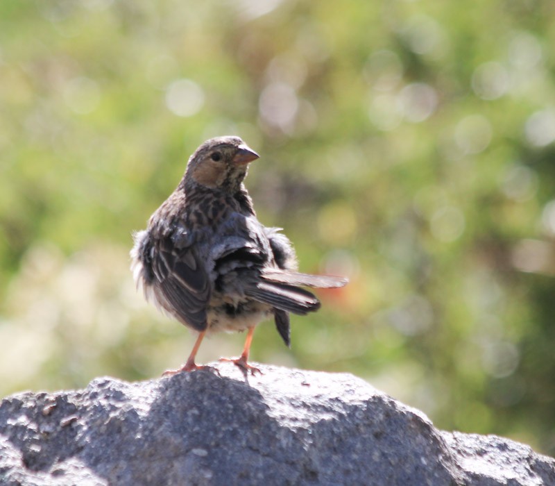 Mourning Sierra Finch - ML638498245