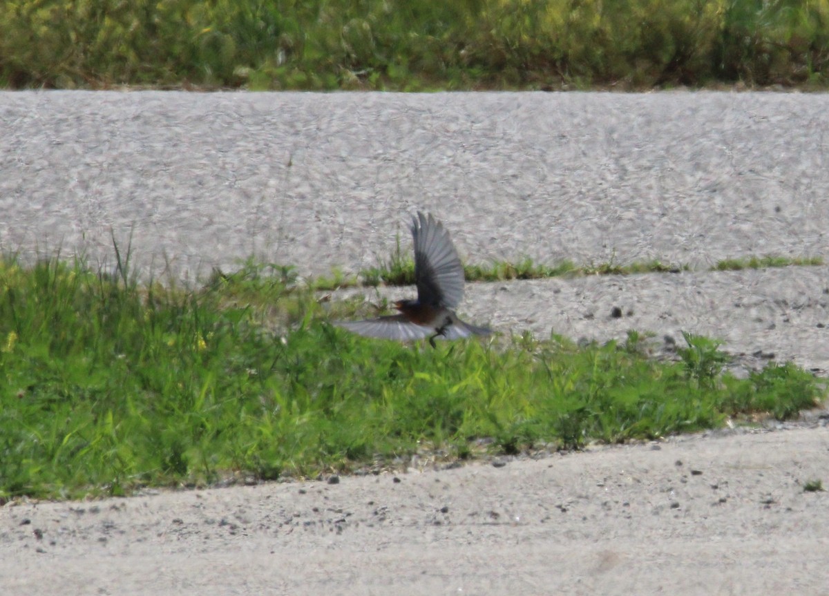 Eastern Bluebird - ML638498303